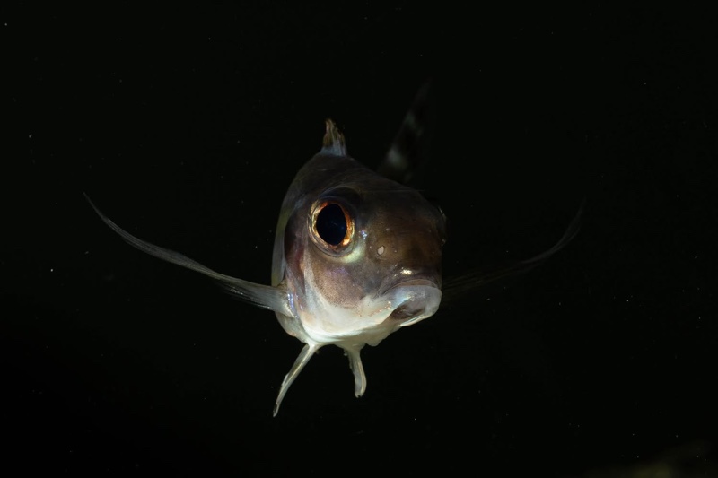 Xenotilapia caudafasciata